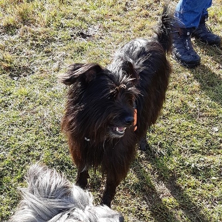 Hundetreffen 2019 im Allgäu (14)